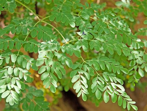 Moringa oleifera .
